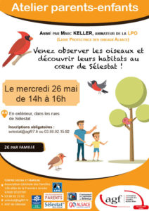 Atelier parents-enfants ” Les oiseaux à Sélestat”